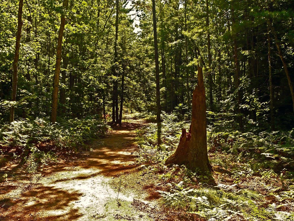 Interlochen State Park with towering white pines